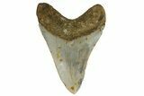 Fossil Megalodon Tooth - North Carolina #182674-1